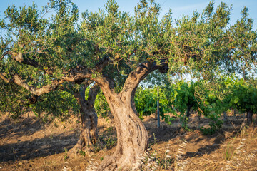 Olive tree with green ripe olives in olive garden. Green olive tree lit by the rays of the sun