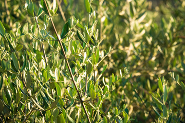 Olive tree with green ripe olives in olive garden. Green olive tree lit by the rays of the sun