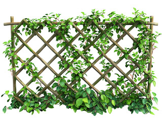 A wooden lattice fence with green vines growing on it