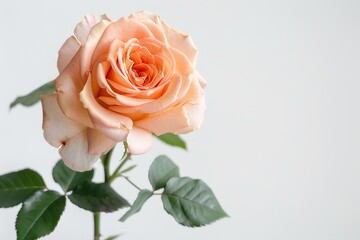 Fototapeta premium flower Photography, Hybrid tea rose, copy space on right, Isolated on white Background