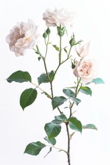 flower Photography, Multiflora Rose, copy space on right, Isolated on white Background