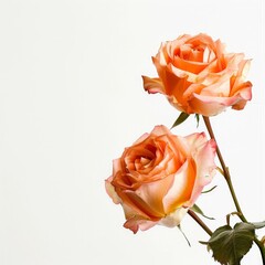 flower Photography, Olivia Rose Austin rose copy space on right, Isolated on white Background