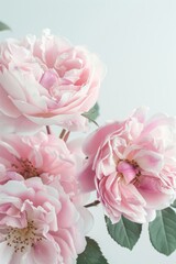 Fototapeta premium flower Photography, Pink Madame Isaac Pereire rose, copy space on right, Isolated on white Background