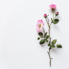 Fototapeta premium flower Photography, Rosa chinensis copy space on right, Isolated on white Background