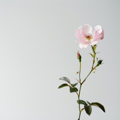 Obraz premium flower Photography, Rosa chinensis copy space on right, Isolated on white Background