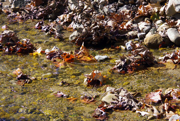 Southern California forest creek in winter