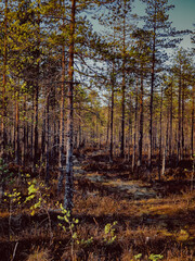 Summer landscape with a birch grove. Nature in the vicinity
