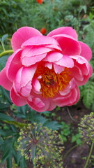 Purple peony flower in the garden. Peony pink flower, closeup