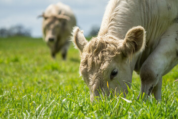beef cattle grazing on pasture. Grass fed murray grey, angus and wagyu. sustainable agricultural...