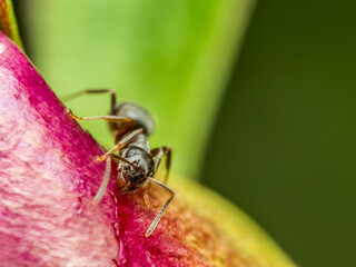 Brown ant on red flower petal