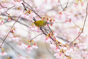 雪桜とメジロ