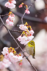 サクラとメジロ