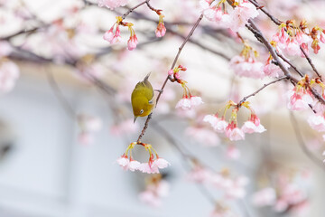 桜とメジロ