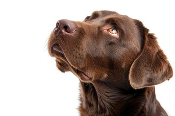 Brown dog looking up, with dogrelated keywords, on white background