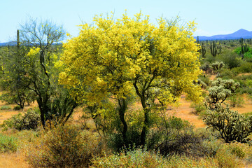 Palo Verde Tree, Sonora Desert, Spring and in bloom