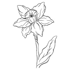Hand-drawn outline of a daffodil flower in line art style, on transparent background, suitable for printing