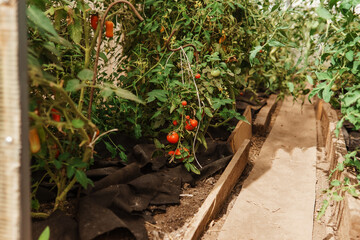 Tomatoes are hanging on a branch in the greenhouse. The concept of gardening and life in the country. A large greenhouse for growing homemade tomatoes.