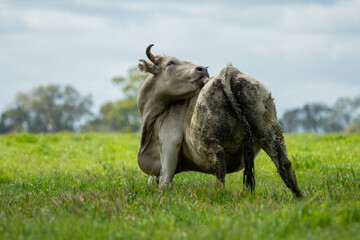 Stud Beef bulls and cows grazing on grass in a field, in Australia. breeds include speckle park,...