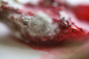 White mold, mold texture in macro, spoiled food