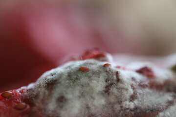 White mold, mold texture in macro, spoiled fruit	
