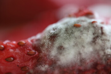 White mold, mold texture in macro, spoiled fruit 