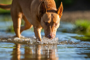 farm dog kelpie in water, working on a farm in australia