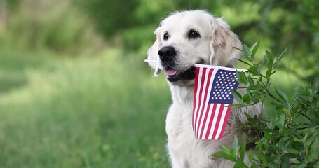 golden retriever dog posing outdoors with American flag in mouth