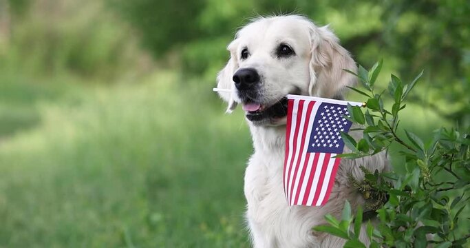 golden retriever dog posing outdoors with American flag in mouth