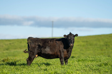 beef cattle grazing on pasture. Grass fed murray grey, angus and wagyu. sustainable agricultural...