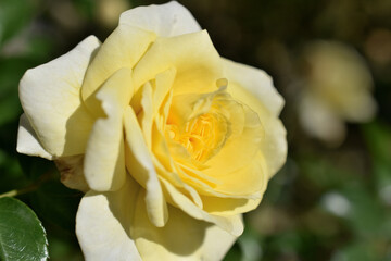 春の日差しを浴びた美しいバラの花