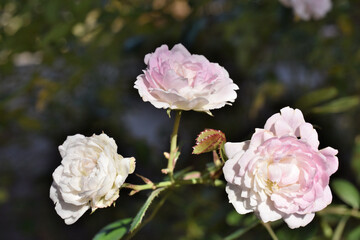 春の日差しを浴びた美しいバラの花
