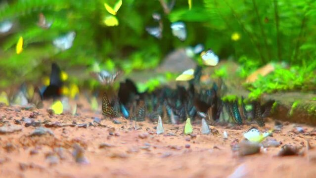 Butterflies come out of the forest in large flocks to feed on the salt licks in Pang Sida National Park, Thailand.