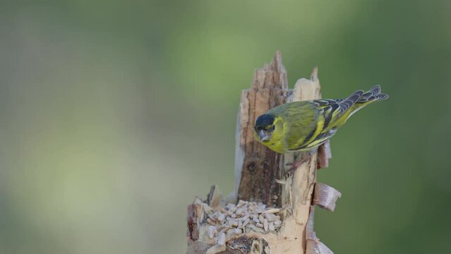 A small Eurasian siskin (Spinus spinus) eats sunflower seeds on a rotting birch stump
