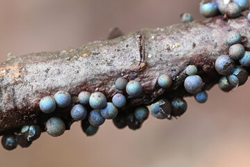 Lamproderma spinulosporum, a nivicolous slime mold from Finland, no common English name