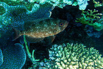 A coral fish - Crescent Tail Bigeye - Priacanthus hamrur, Red sea