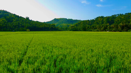 View of the rice field. View of a field of green grass against the background of low mountains covered with forest. Green grass in the field. Picturesque landscape. Background green grass in the field