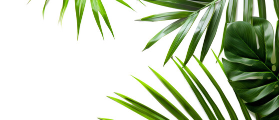 Fototapeta premium green tropical leaves isolated png transparent background