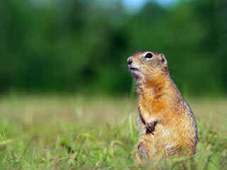 Prairie dog at a grassy field. Close-up