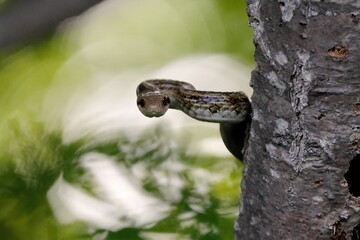 こちらを見ているシマヘビ