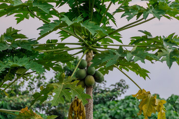 papaya tree