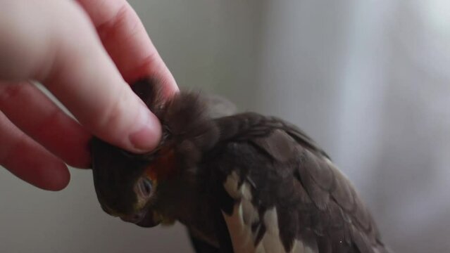 Girl petting a tame parrot close-up in an apartment