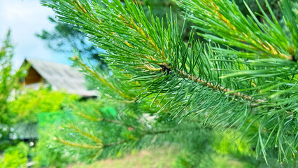 Fototapeta premium Pine branches in drops of dew close-up. Fresh natural background.