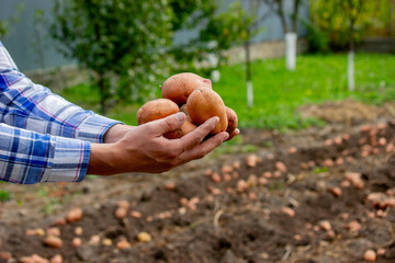 Freshly harvested organic potato harvest. Farmer in garden