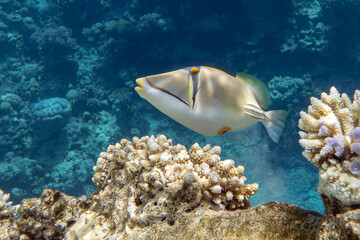 A coral fish - Picasso triggerfish Rhinecanthus assasi. Taking in Red Sea, Egypt. 
