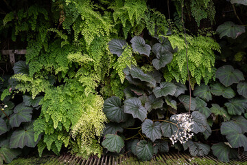 Adiantum raddianum (Delta maidenhair) fern close up. Fern backdrop