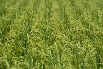 Rice (Oryza sativa) plant close up. Paddy field close up.