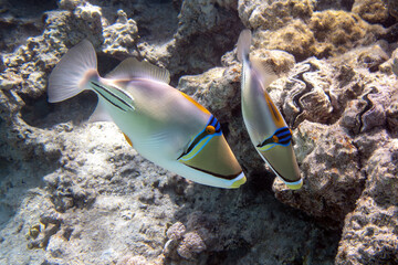A coral fish - Picasso triggerfish Rhinecanthus assasi. Taking in Red Sea, Egypt. 