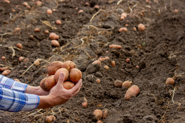 Freshly harvested organic potato harvest. Farmer in garden