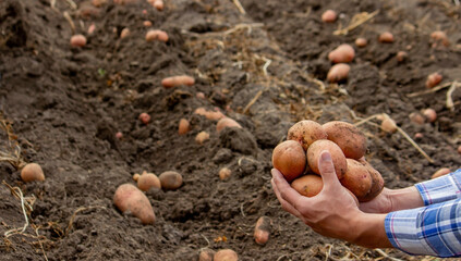 Freshly harvested organic potato harvest. Farmer in garden