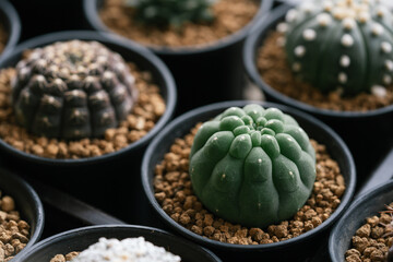 Matucana Masisoniarum cactus with akadema potting mix in black plastic pot